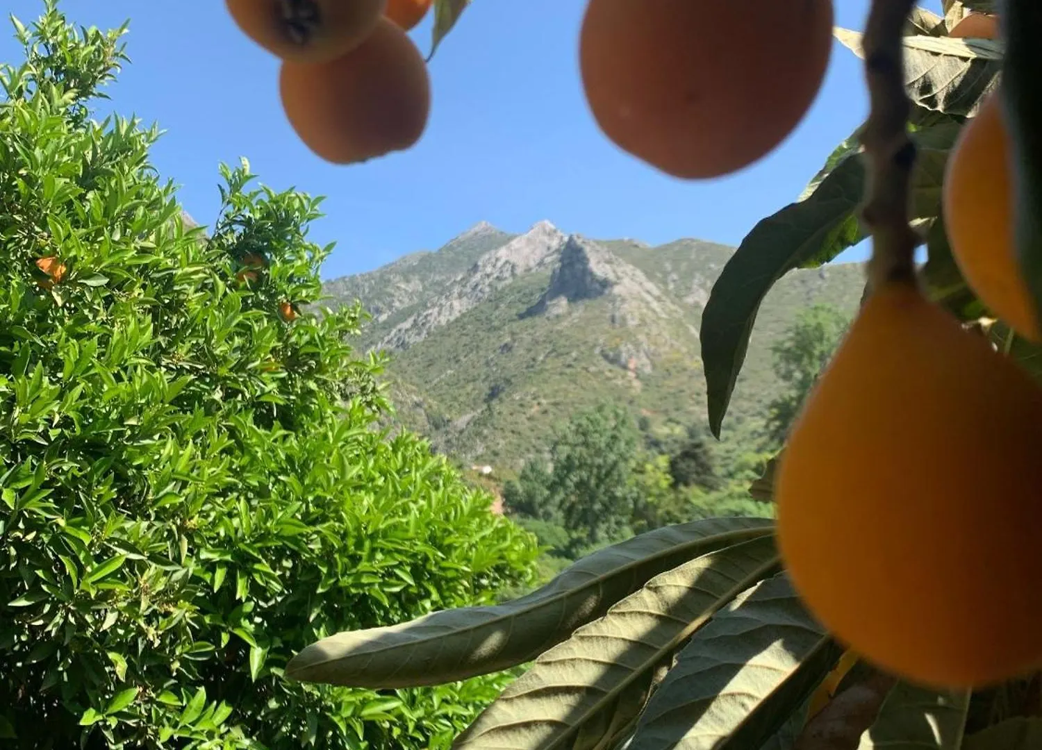 Casa Del Leon Βίλα Istán Σπίτι διακοπών